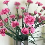 Le Chant Des Oiseaux - Au Pied De La Voie Cyclable Homestay Crevechamps