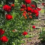 Le Chant Des Oiseaux - Au Pied De La Voie Cyclable *