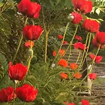 Le Chant Des Oiseaux - Au Pied De La Voie Cyclable * Crevechamps