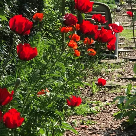 Le Chant Des Oiseaux - Au Pied De La Voie Cyclable *