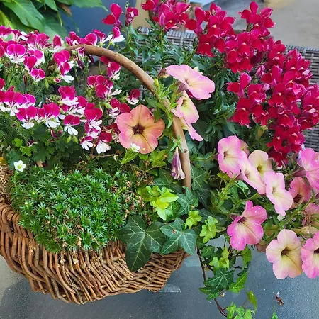 Le Chant Des Oiseaux - Au Pied De La Voie Cyclable Homestay *