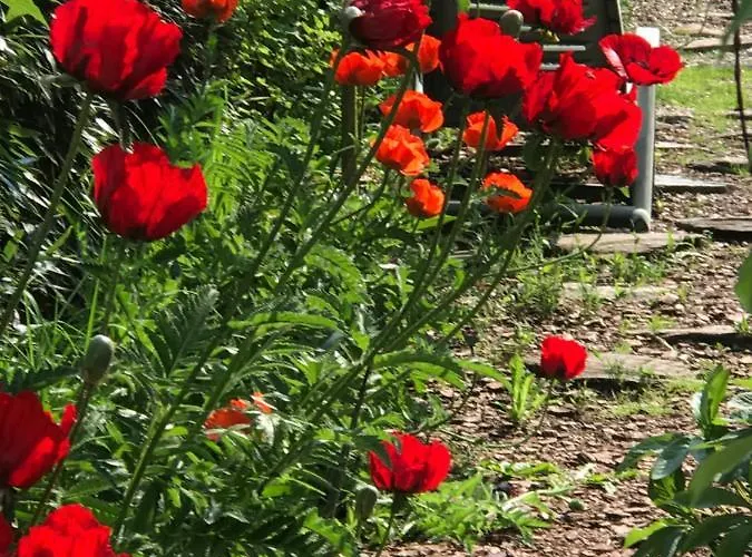 Le Chant Des Oiseaux - Au Pied De La Voie Cyclable *