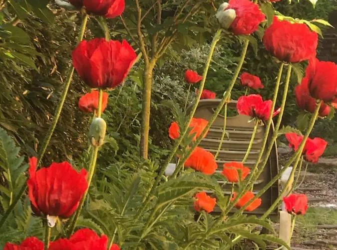 Le Chant Des Oiseaux - Au Pied De La Voie Cyclable * Crevechamps